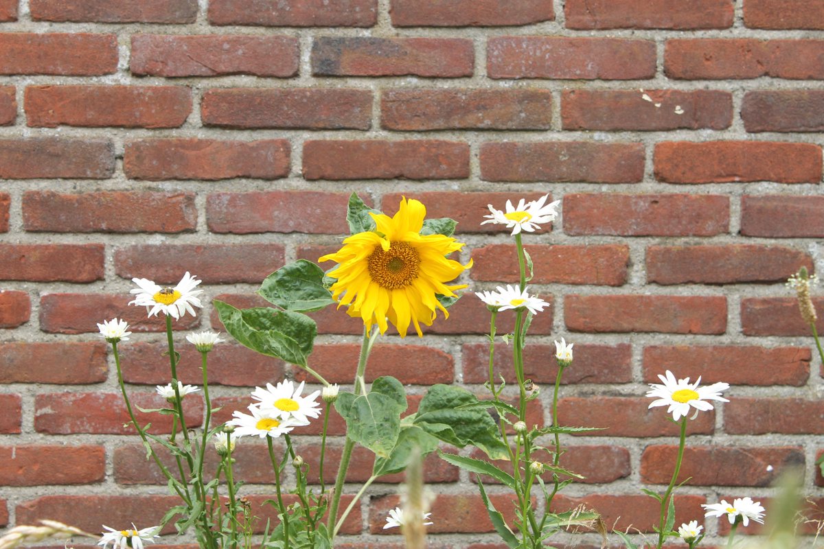 JiscaDijk's tweet photo. @gemeentehengelo @Gildebor #maaimeiniet #adoptietuin #wildeplanten #insecten
Heel veel #geleKamille, korenbloemen, margrieten, geel en wit walstro. Bovendien krioelt en zoemt het er van de beestjes π https://t.co/jm6q6KRktu