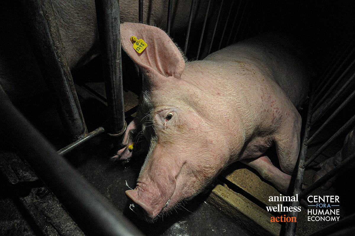 AWAction_News's tweet photo. #SCOTUS may have a dark day ahead for billions of animals in the next term as court appears ready to side with Big Ag on #prop12. #bidenbadforanimals.#vilsack https://t.co/T0Iw4xvCCf https://t.co/eNStNY0C4S