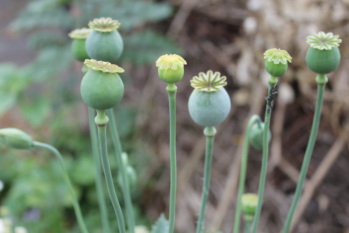 JiscaDijk's tweet photo. @gemeentehengelo @Gildebor #maaimeiniet #adoptietuin #wildeplanten #insecten
Heel veel #geleKamille, korenbloemen, margrieten, geel en wit walstro. Bovendien krioelt en zoemt het er van de beestjes π https://t.co/jm6q6KRktu
