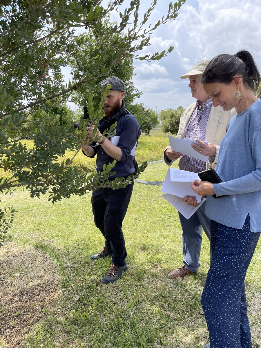 MexicoGcco's tweet photo. BGCI staff never stop working! Thanks to Noelia Alvarez GTC and Dan Crowley GCC, who visited and gave two talks in JBUBUAP on Saturday and supervise research projects in conservation. @MortonGTCP @ArbNetorg @bgci @JardinBuap @globaltrees @Tree_Spotter https://t.co/eD0Ybr3HlO