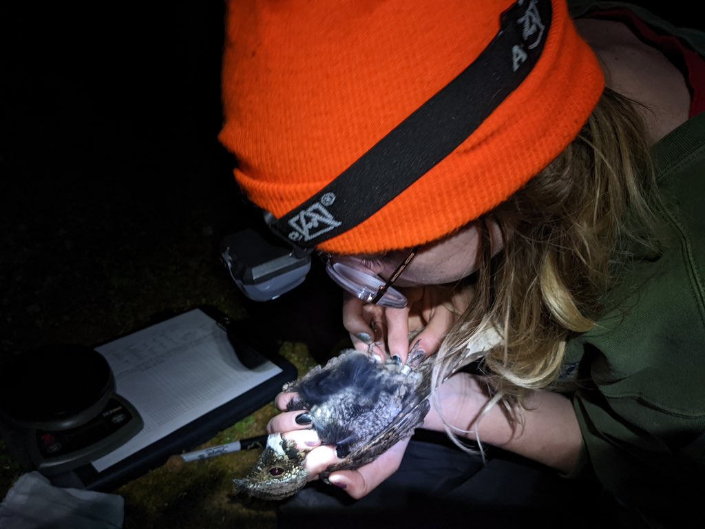 KmetzJanelle's tweet photo. Been busy in Ohio &amp; Michigan researching these beauties #EasternWhipPoorWill. Working to better understand their habitat use and diet 🪰(💩). Caught &amp; handled under sub-permit for research purpose only, w/ minimal stress &amp; for a short time #OhioStateUniversity 🌑🌒🌓🌔🌕🌖🌗🌘🌑 https://t.co/V3bhvwXZHs