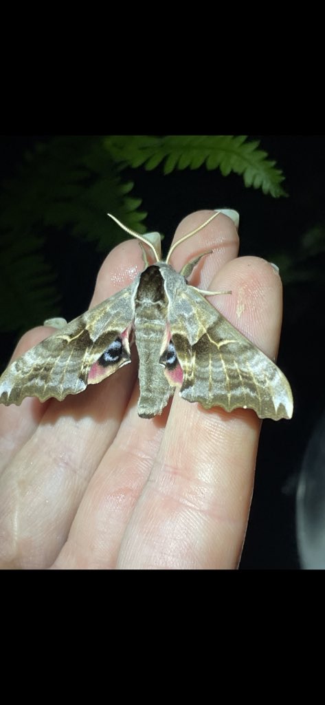 KmetzJanelle's tweet photo. Been busy in Ohio &amp; Michigan researching these beauties #EasternWhipPoorWill. Working to better understand their habitat use and diet 🪰(💩). Caught &amp; handled under sub-permit for research purpose only, w/ minimal stress &amp; for a short time #OhioStateUniversity 🌑🌒🌓🌔🌕🌖🌗🌘🌑 https://t.co/V3bhvwXZHs