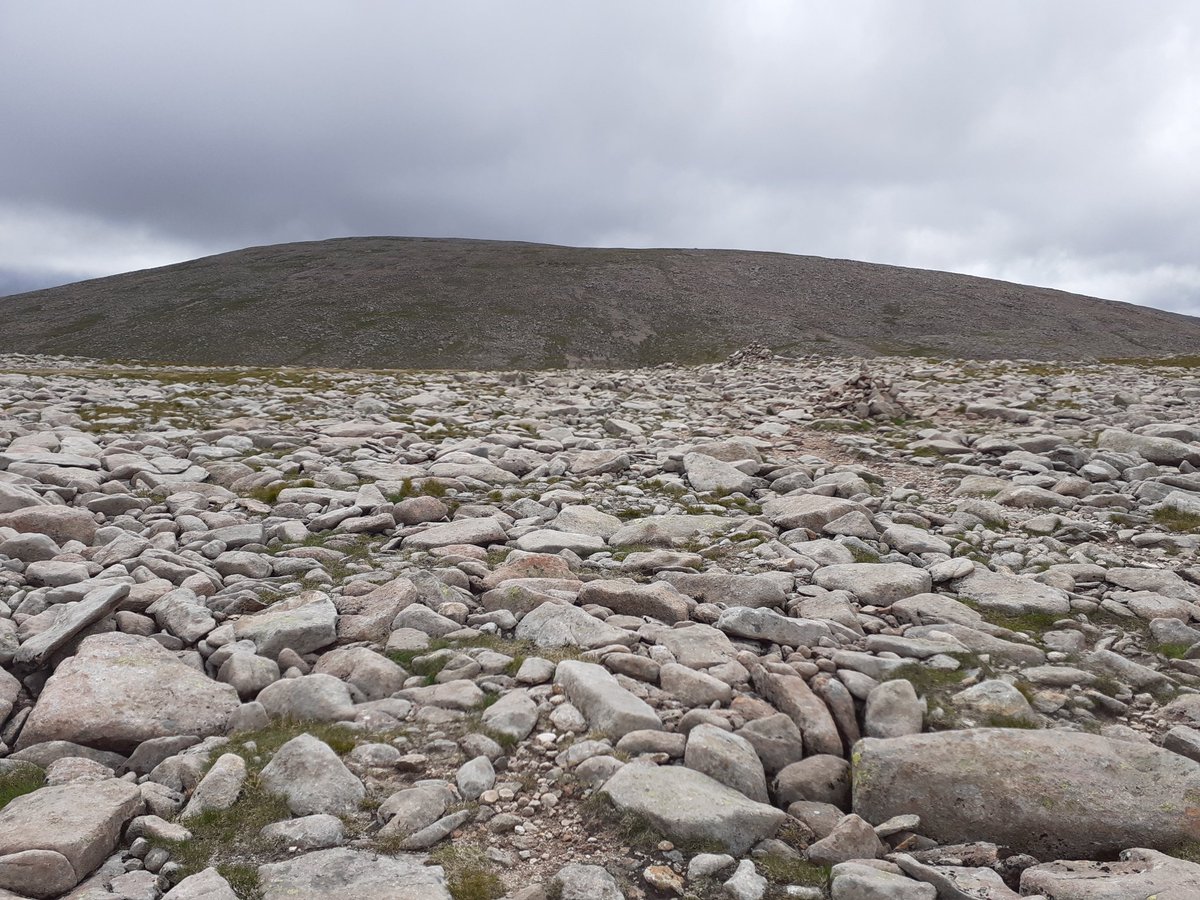 blamhof's tweet photo. Wet and wild up Ben Macdui  today hardy snow bunting at the summit. https://t.co/B06ReeFnf3