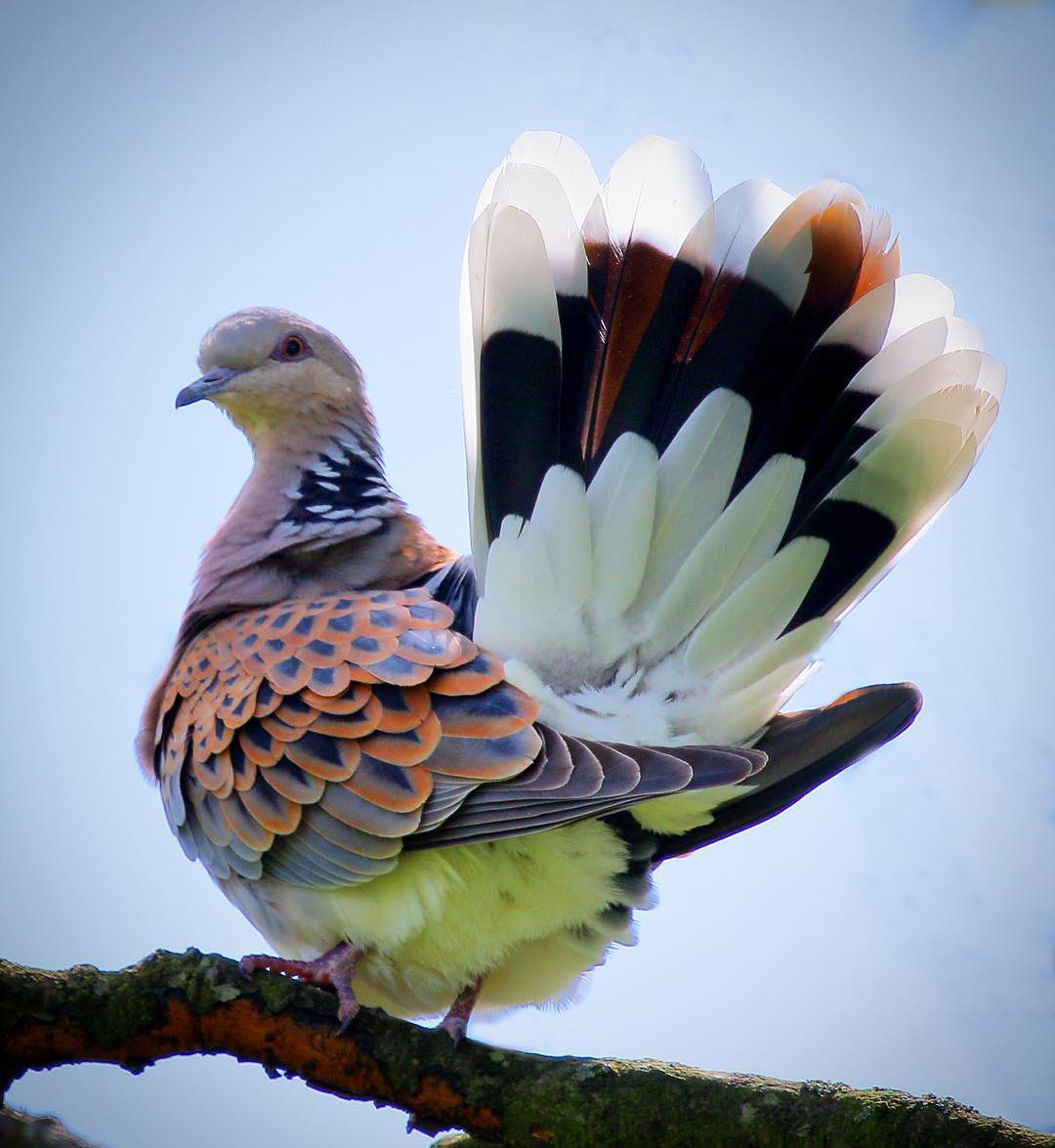 JeanetteEliz's tweet photo. Pure Beauty 💞🌺💕
#BirdsPhotography #Turtledove #NatureBeauty #nature https://t.co/szREZjhrV4