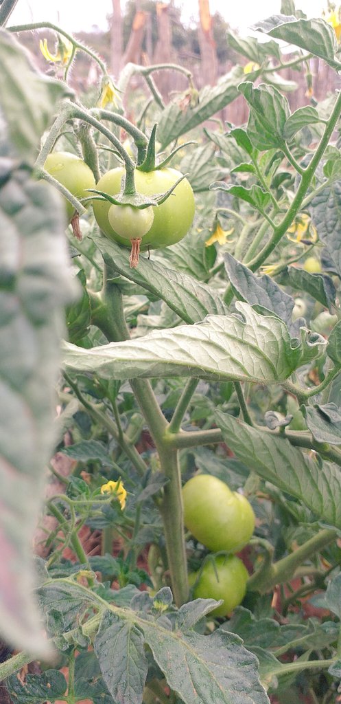 Nothing warms my heart lately than rushing to the farm to watch these grow😊#ZimNextFarmer.