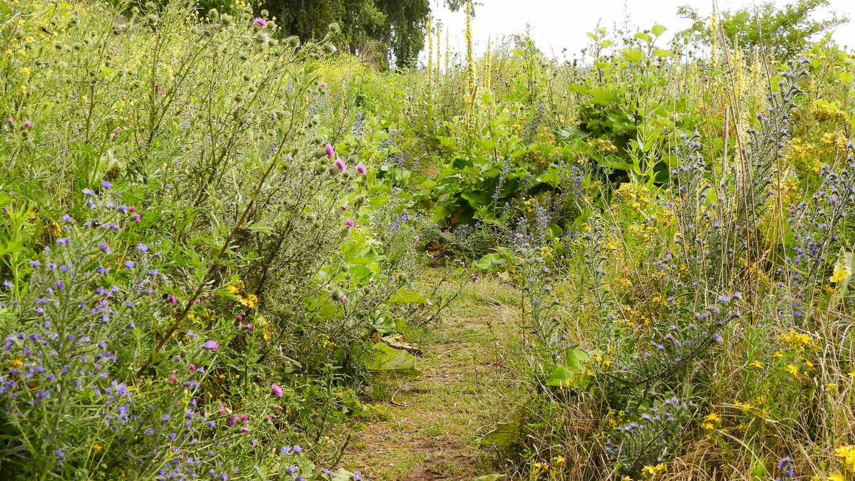 inja5248's tweet photo. de #Maasvallei de #LusvanLinne is een paradijs voor insecten en een lust voor het oog, kleurrijk vol met wilde planten @Limb_Landschap π
@FloraNederland @vlinderNL @NatureTodayNL
vanavond in #wildflowerhourNL breng ik sommige soorten wilde planten gedetailleerd in beeld π https://t.co/gMLlFLLhge