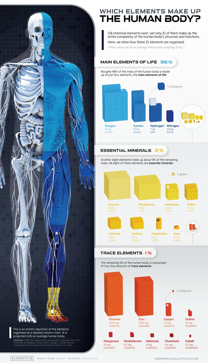 NEW PIECE: Which Chemical Elements Make Up the Human Body?  🔵🟡🔴💀🦴🫀🧠 #infographic #humanbody #dataviz #datavisualization #anatomy #poster #sciart #chemistry #elements #scivizcomm