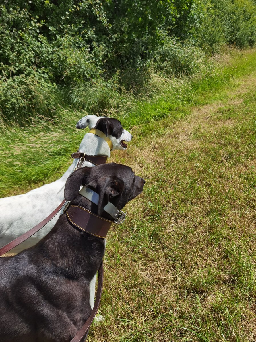 adachikennels's tweet photo. Took my new boy George out for a walk today! His mate Bandit decided to join us as well 😊
#adachikennels #ownersday #NewinnExtra https://t.co/AgDzPVbonE