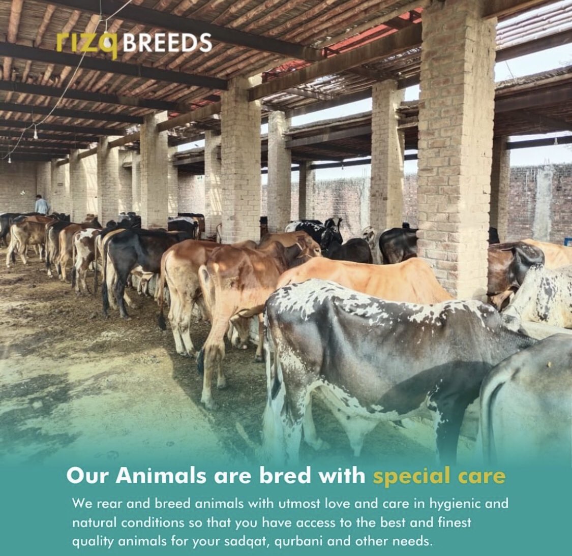Ali_Tarar12's tweet photo. Rizq Breeds is a conscious livestock company that rears and breeds healthy animals, sourcing them directly from small holder farmers across rural areas of Pakistan to enhance their livelihoods and make them food secure. #RIZQQURBANI #RIZQ #HUNGERFREEPAKISTAN https://t.co/CBrR0bDWH1