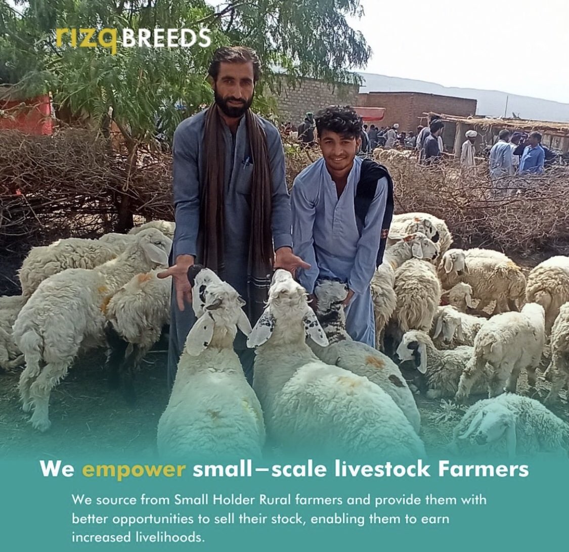 Ali_Tarar12's tweet photo. Rizq Breeds is a conscious livestock company that rears and breeds healthy animals, sourcing them directly from small holder farmers across rural areas of Pakistan to enhance their livelihoods and make them food secure. #RIZQQURBANI #RIZQ #HUNGERFREEPAKISTAN https://t.co/CBrR0bDWH1