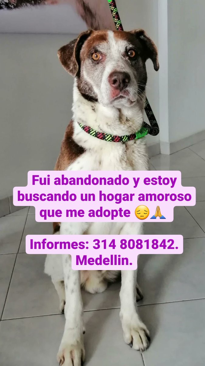 DianaDuqueM's tweet photo. Buenos días, este perrito fue abandonado, está muy triste y busca un hogar que lo ame. 

El hogar de paso quel acogió tiene problemas y no puede tenerlo más. Por favor ayudemos a difundir hasta que alguien lo pueda acoger 💜🙏

#Medellin #mascotas #mascotasperdidasmedellin https://t.co/aHO7DVxTrb