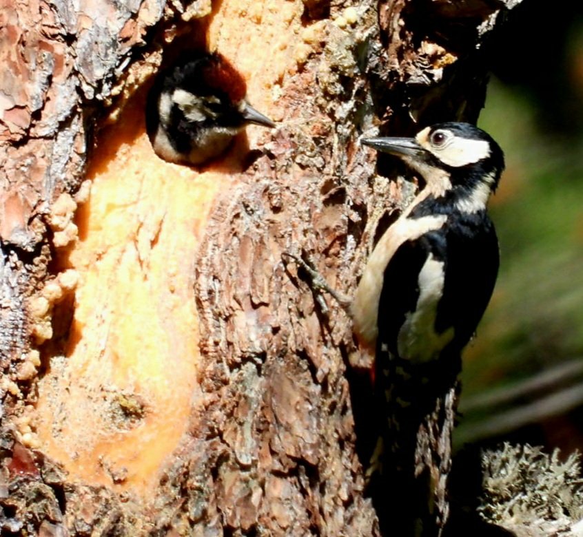 Hola mami!!. Pico picapinos con su polluelo. Lles de la Cerdanya