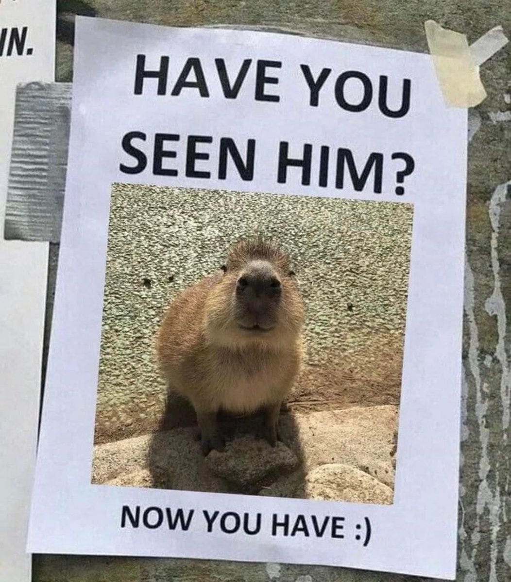 CAPYBARA MAN (@capybara_man) on Twitter photo 