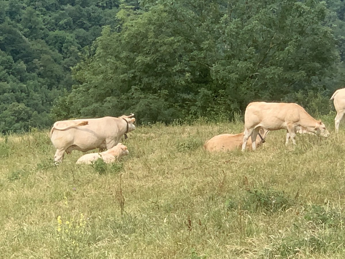 AuriacombeM's tweet photo. Après #cpdd2022 ⁦@CPDDorg⁩ et Albatros ⁦@BrousseTeam⁩ mais avant ⁦@ATHSBiarritz⁩ Très fier être invité en vallée d’Aspe #Accous pour un échange riche avec les habitants. MERCI 🙏 Partage et Culture en Aspe ⁦@FFAddictologie⁩ https://t.co/wgCsDaLv1A https://t.co/Vr32fizgjr