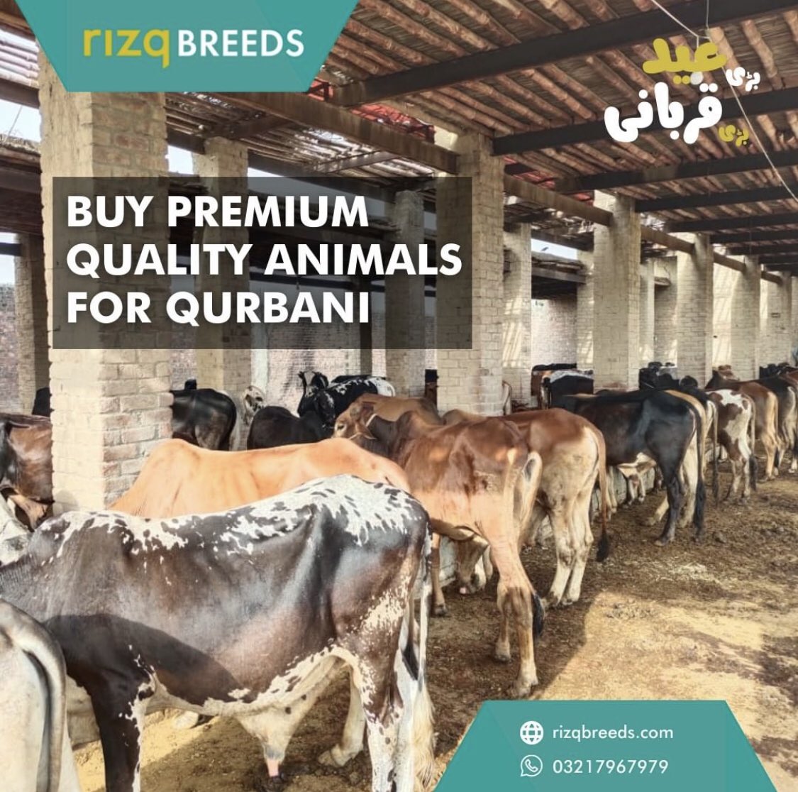 Ali_Tarar12's tweet photo. Rizq Breeds is offering best premium quality animals for your qurbani this year. We bred these animals with love and and professional care to ensure they remain healthy. 🐄🐐https://t.co/sJj5Kytj0b #RIZQQURBANI #RIZQ #HUNGERFREEPAKISTAN https://t.co/TYEoVcIUo6