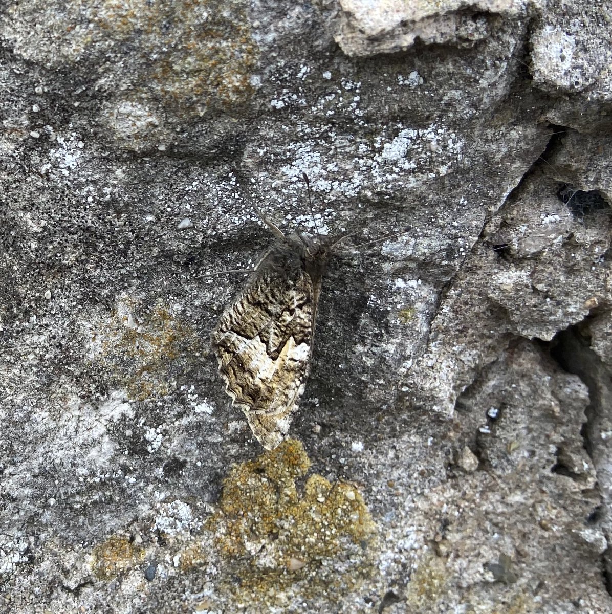 Lizziedelirious's tweet photo. Nature at its best… colour and camouflage The #SilverStudded were prolific and the #Grayling illusive. @ukbutterflies @savebutterflies #GreatOrme @NTWales #Llandudno. https://t.co/9CFfaqtxd8