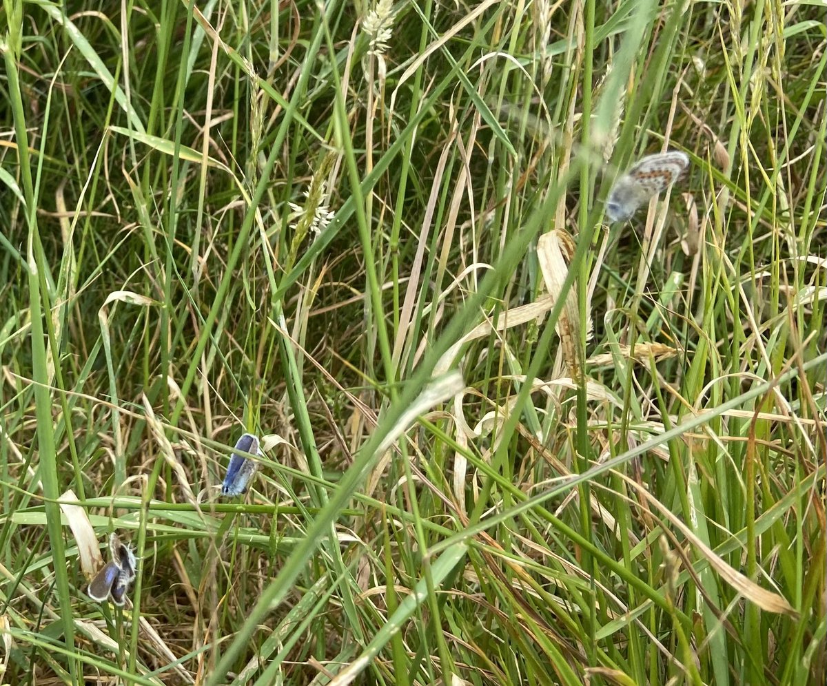 Nature at its best… colour and camouflage The #SilverStudded were prolific and the #Grayling illusive. @ukbutterflies <a href="/savebutterflies/">Butterfly Conservation 🦋</a> #GreatOrme <a href="/NTWales/">Niaz Taj</a> #Llandudno.