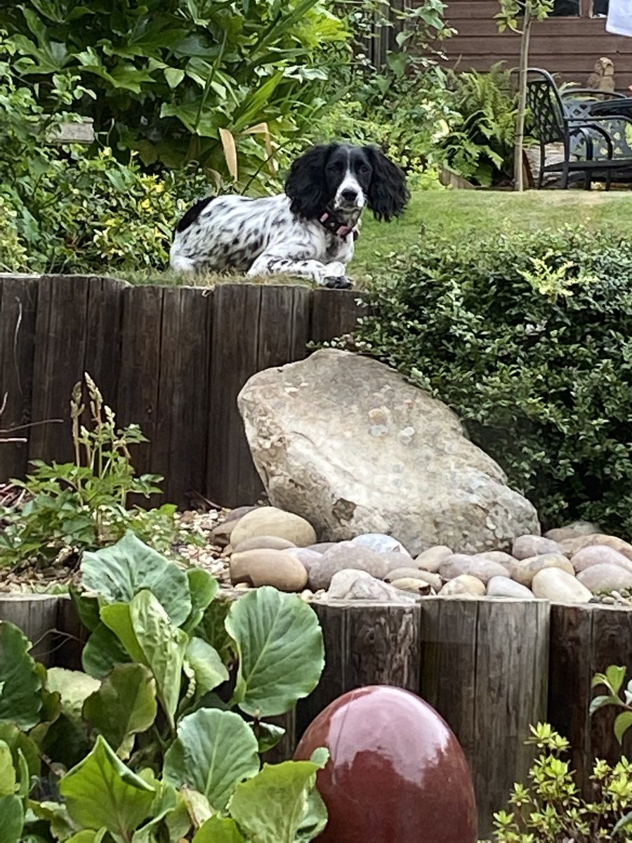 keith_portman's tweet photo. It’s a dogs life #Sundayrelaxing https://t.co/AqkdANeNH7