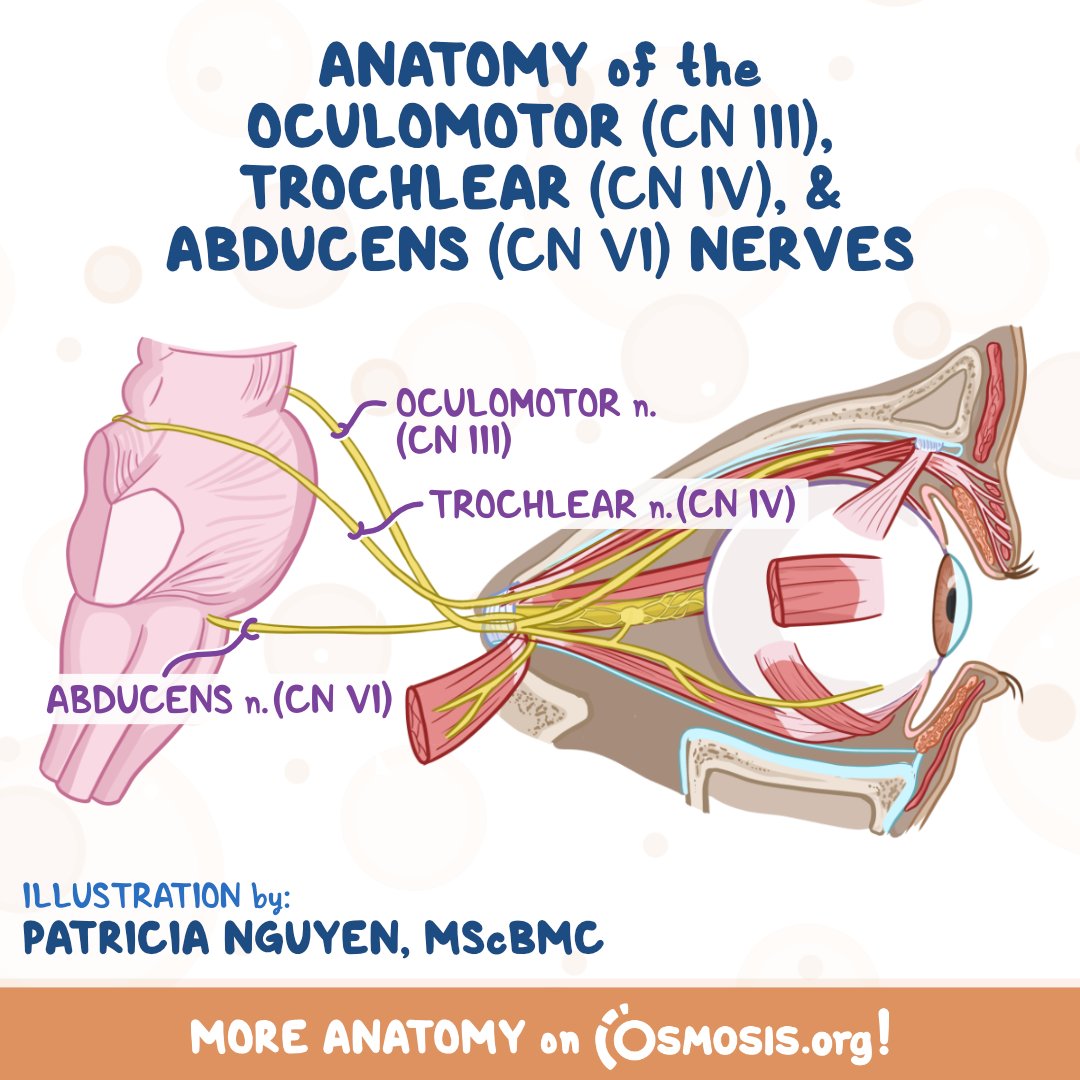 Osmosis on Twitter "The oculomotor nerve carries somatic motor