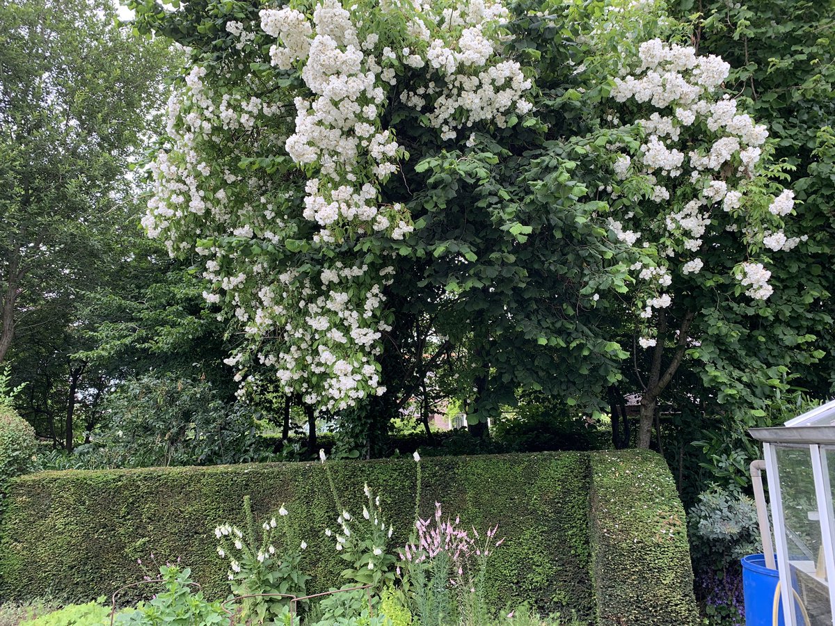 mariacggnoord's tweet photo. Onze #rambler #bobbyjames bloeit weer kort maar wél krachtig in de boom, zó overdadig mooi. https://t.co/EtFSJeG434