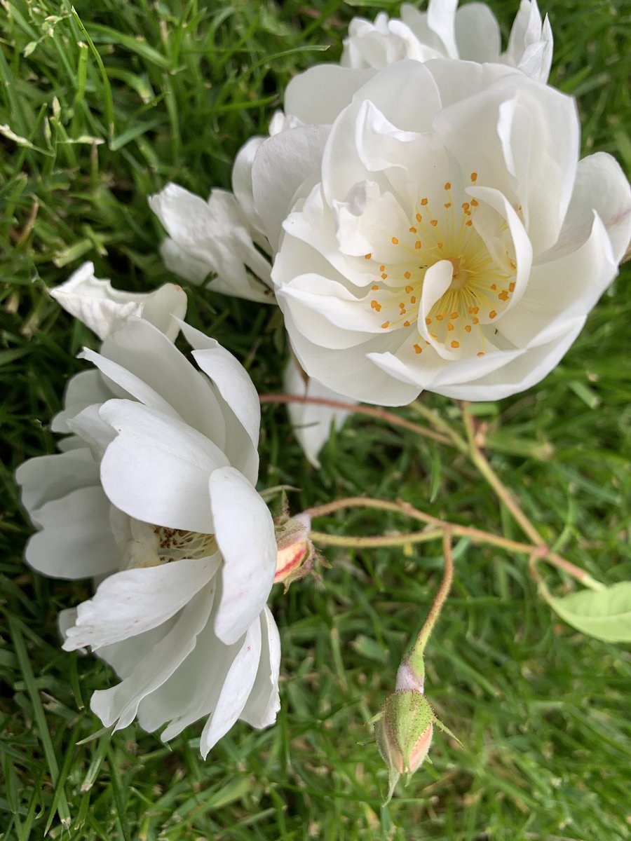 mariacggnoord's tweet photo. Onze #rambler #bobbyjames bloeit weer kort maar wél krachtig in de boom, zó overdadig mooi. https://t.co/EtFSJeG434