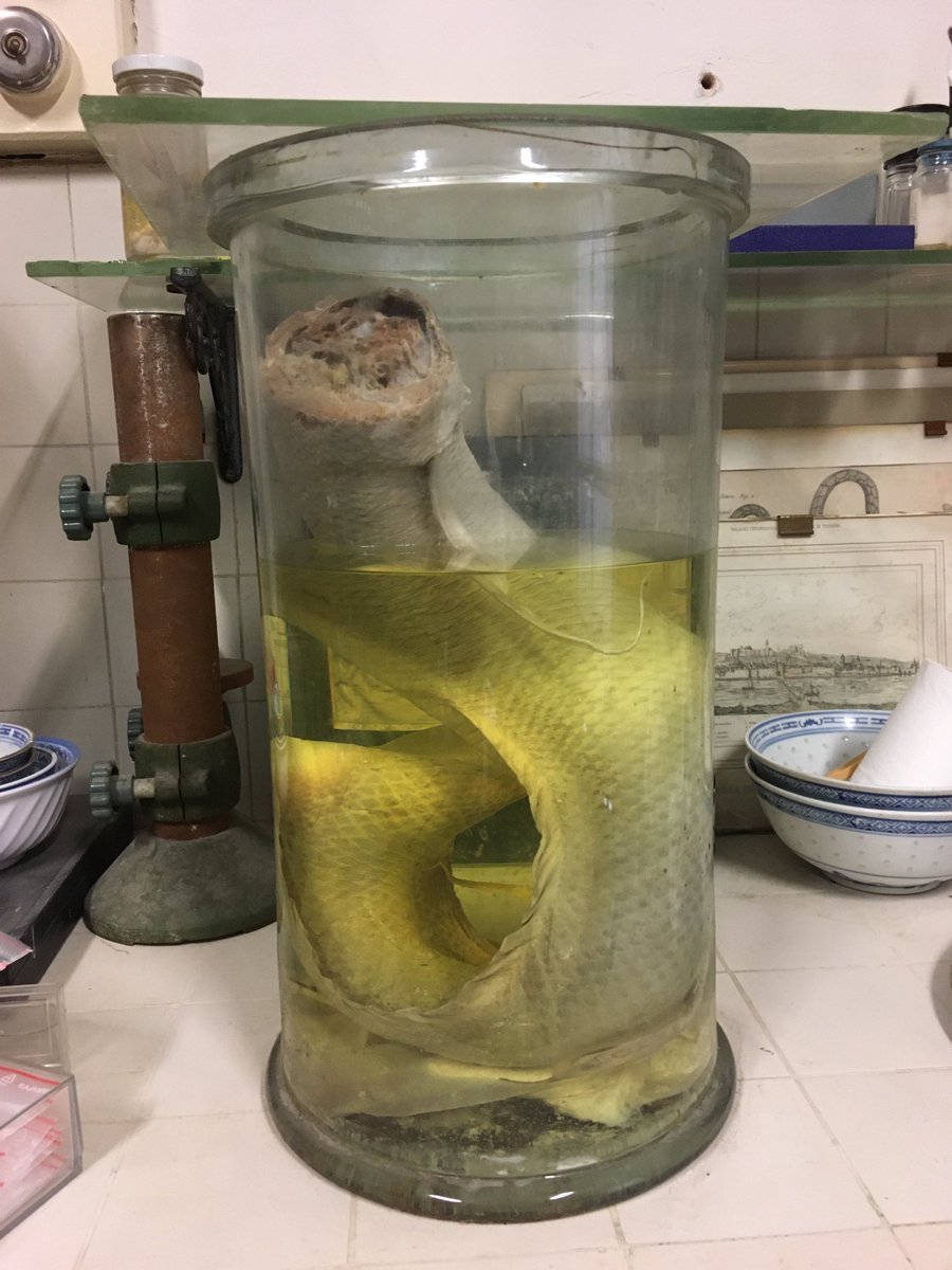 And here is poor old “Jarvik”, Philippe Janvier’s lungfish!