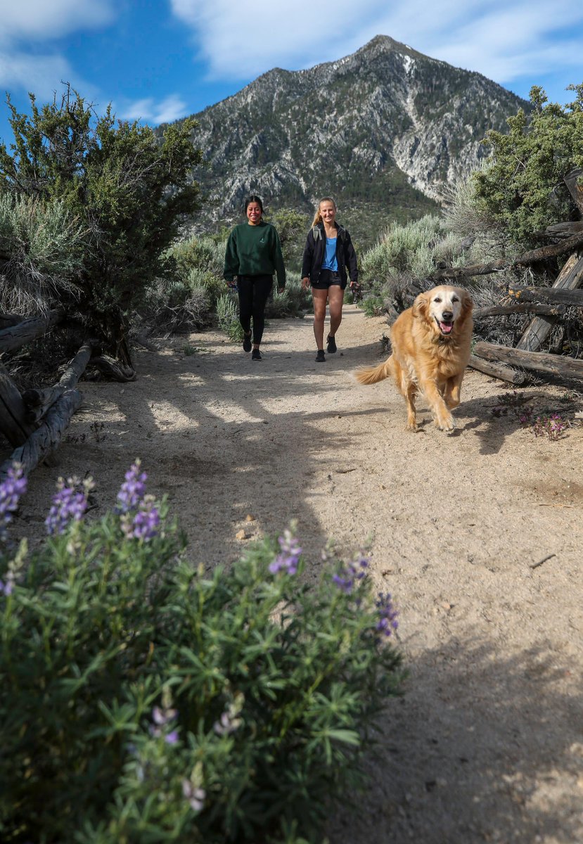 carsonvalleynv's tweet photo. How are you spending today with your furry friend? 🐾

Let us know in the comments! 👇🏼
 
📸: @NVmomentum

#WhyCV https://t.co/oFVYsSGtPm