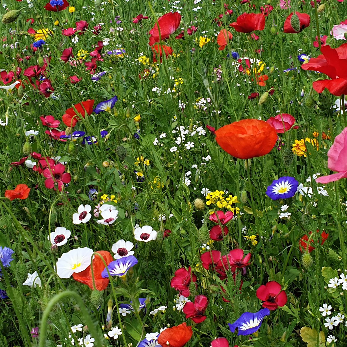 Great to see <a href="/FlowerScapes/">Steve & Karin Alton</a> seed mixes looking so stunning in <a href="/HHTCNews/">@hhtcnews</a> #haywardsheathtown