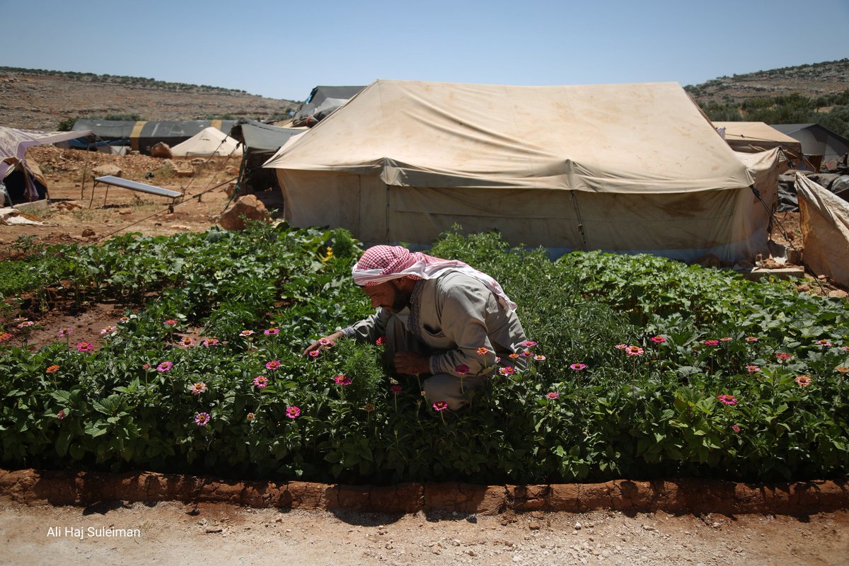 AliHajSuleiman's tweet photo. Internally displaced Syrians add touch of beauty to harsh camp life. https://t.co/87p6WFIbVI