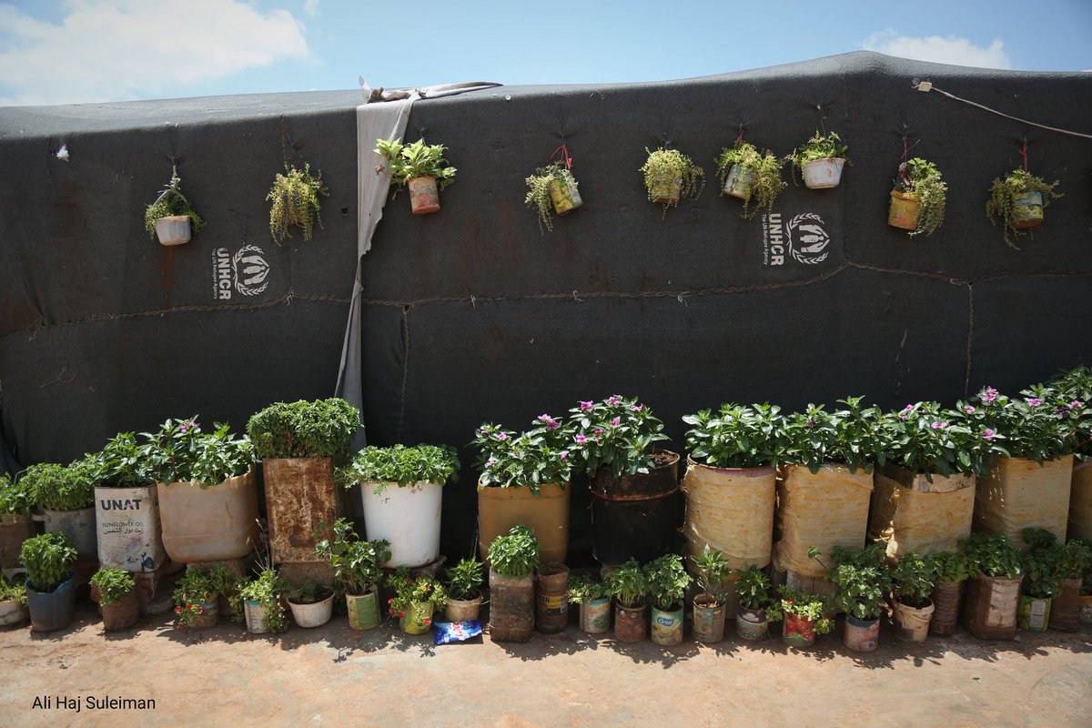 AliHajSuleiman's tweet photo. Internally displaced Syrians add touch of beauty to harsh camp life. https://t.co/87p6WFIbVI