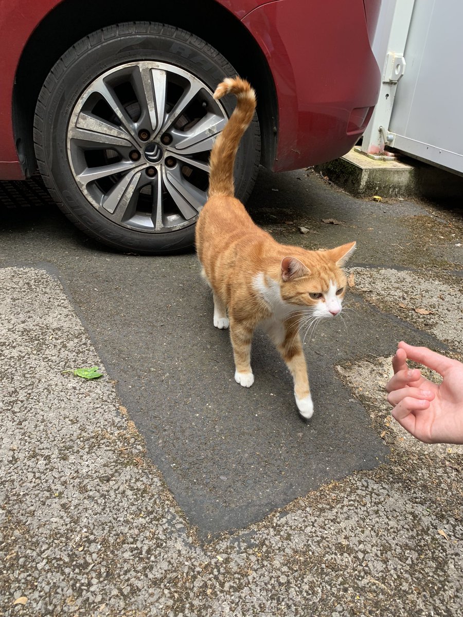 ButtonsBowsCS's tweet image. I had the special honour today of meeting the very handsome cat George @TheStourbridge was so lovely to meet him! 🐱 🐾 🥰💕