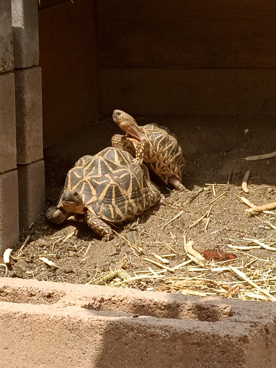 AlvarezEnt's tweet photo. @DeepBlueCrypto We keep indian star!! As well as other species. Radiata are on my list to own. We also have Burmese star https://t.co/cNxxyy0JDa
