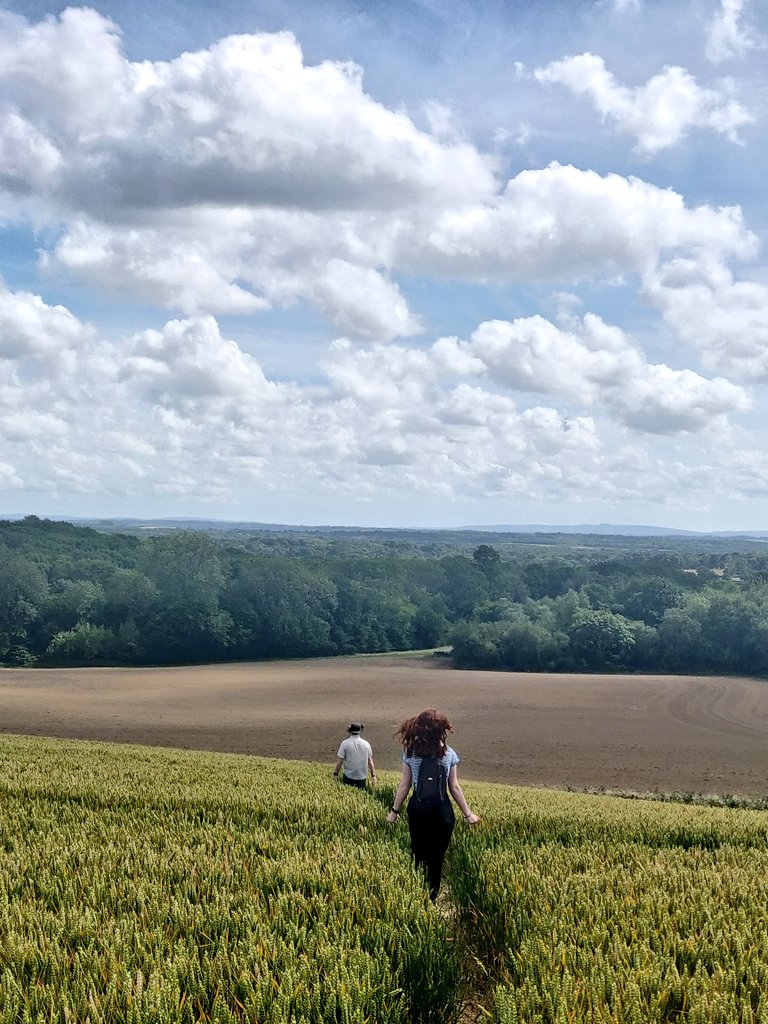 SW_Dorking's tweet photo. What a day for a walk ☀️ - views to the North @nationaltrust #LeithHillTower ... And to the south @sdnpa 🌾🌾🌾 https://t.co/ApHF6spBHa