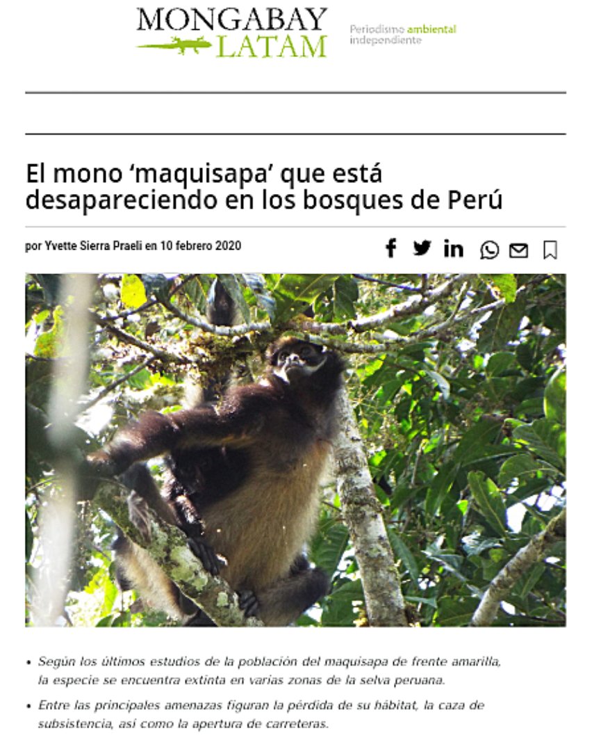 LuisLopezRa's tweet photo. La "maquisapa" SI está considerada como especie en PELIGRO DE EXTINCIÓN. En el 2020 salió publicado una nota en @MongabayLatam donde mencionamos que las poblaciones de Ateles belzebuth están siendo extirpadas en toda su rango de distribución en el Perú. https://t.co/arvCH71bqR https://t.co/OABhORf1hY