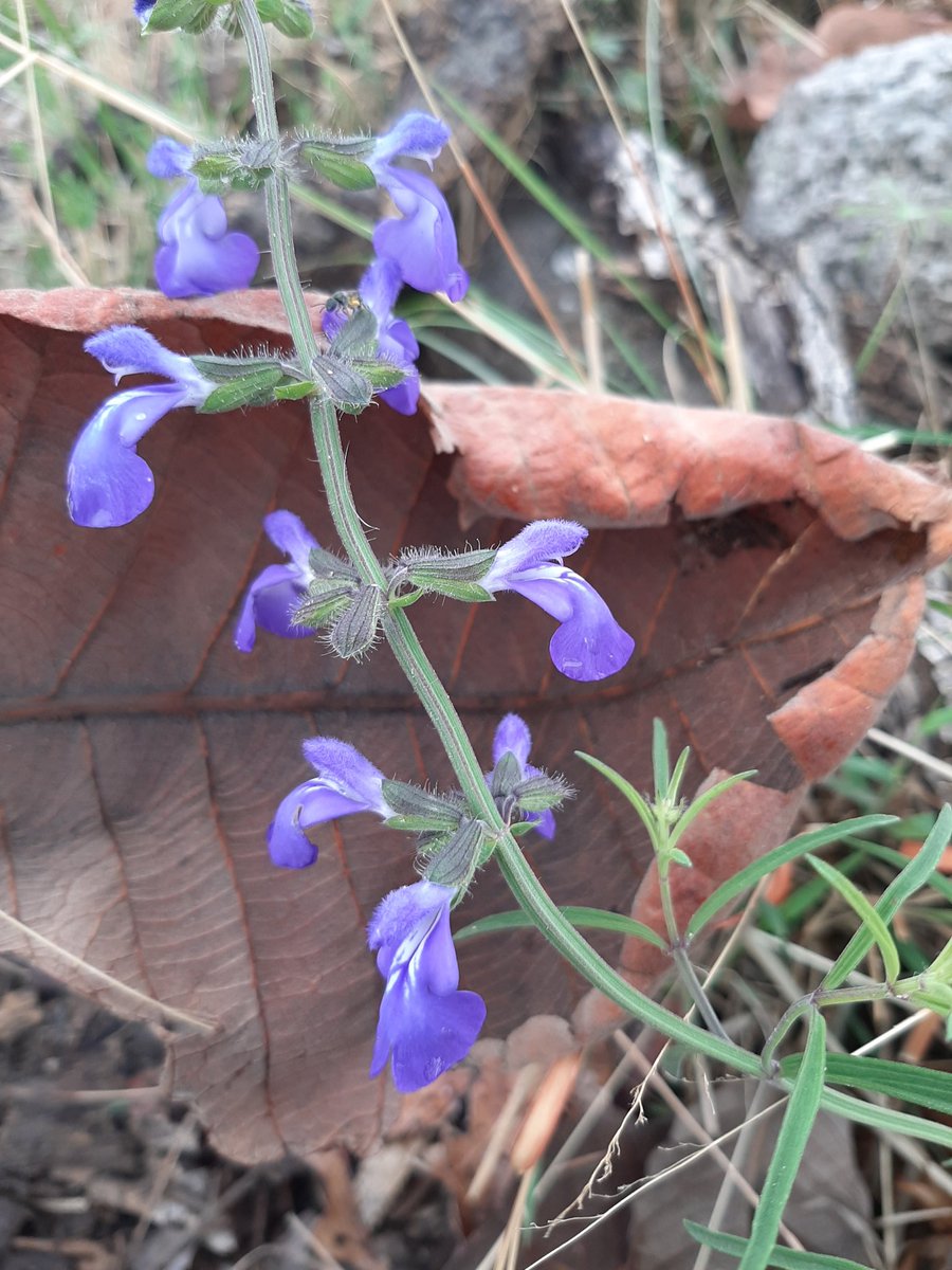 ruizlalo's tweet photo. Flowering 2 #Tepopote #Zapopan #Jalisco #Mexigo https://t.co/pwdfbEhZ3m https://t.co/UUNujwjcqB