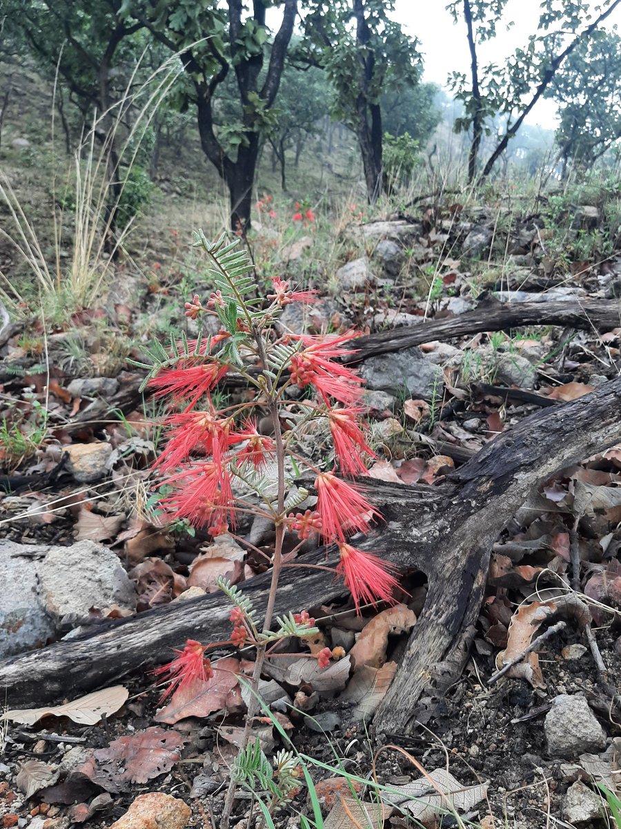 ruizlalo's tweet photo. Flowering 2 #Tepopote #Zapopan #Jalisco #Mexigo https://t.co/pwdfbEhZ3m https://t.co/UUNujwjcqB