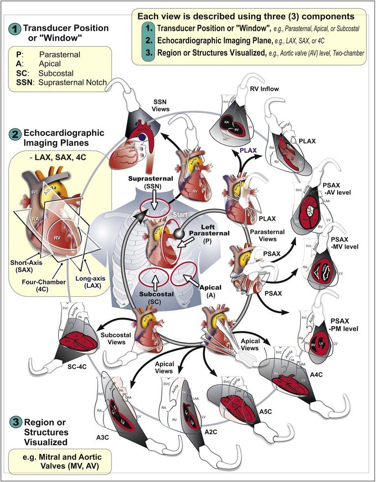 NephroPOCUS tweet media