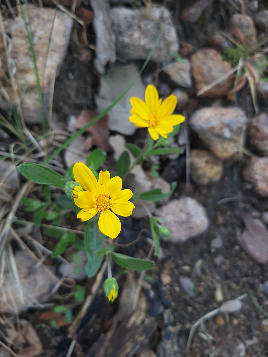 ruizlalo's tweet photo. Flowering 2 #Tepopote #Zapopan #Jalisco #Mexigo https://t.co/pwdfbEhZ3m https://t.co/UUNujwjcqB