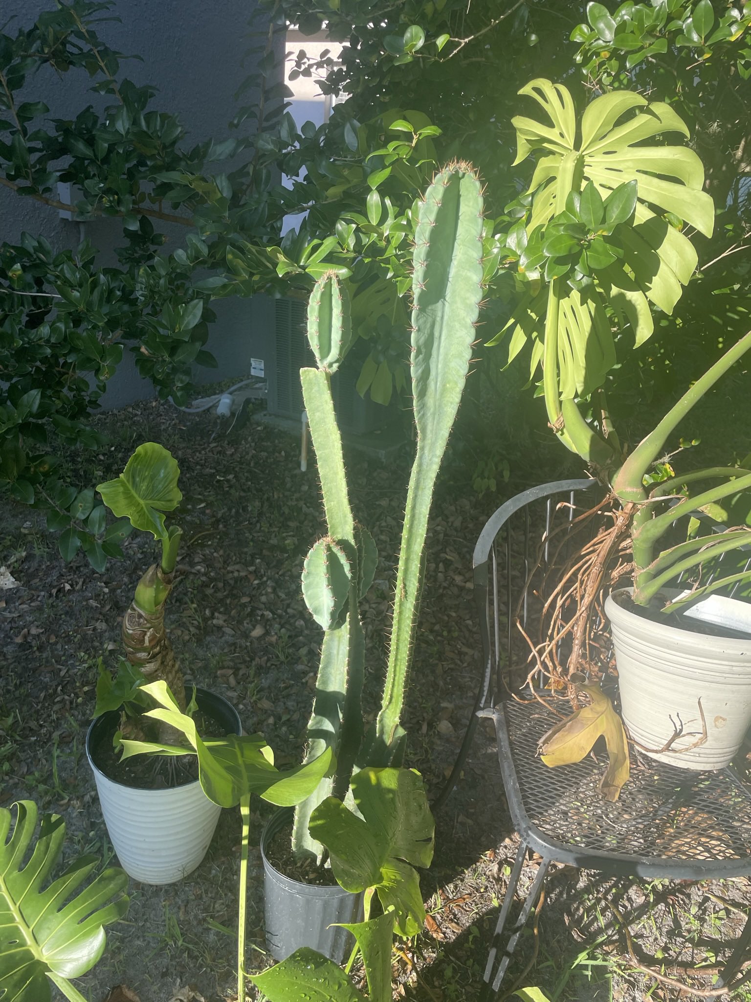 planterriah🪴 on Twitter: "greens 💚 💚🤑🍀🌲🌴🌿🍃 https://t.co/XtNm3OVq9S