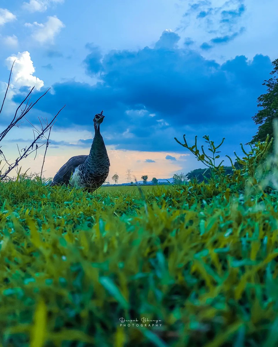 _decent_dipu_'s tweet photo. Peacock🦚
. 
. 
#shotbyphone @RedmiIndia note 9pro max
. 
@Pindle_India #pindleindia #photographer #mobilephotography #redminote9promax https://t.co/Cb6Fhnb2EA