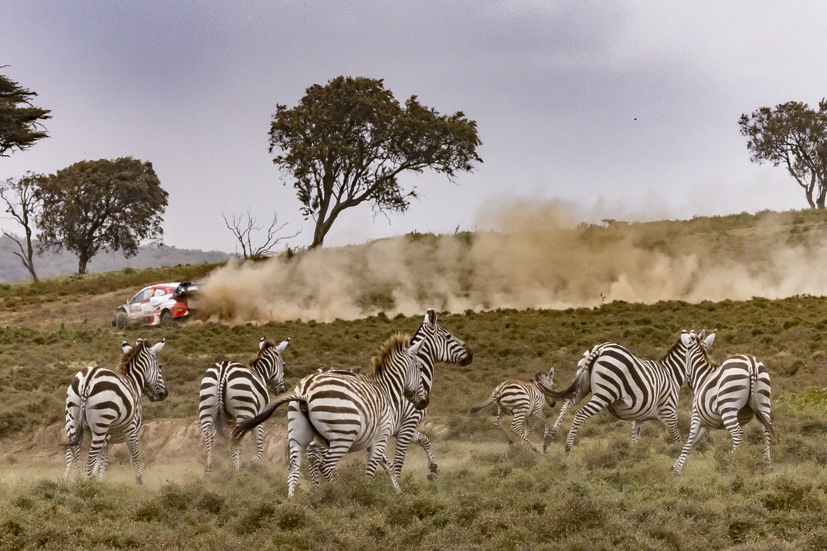 colmcklein's tweet image. Usual Sunday morning Rush-hour on @OfficialWRC  @wrcsafarirally