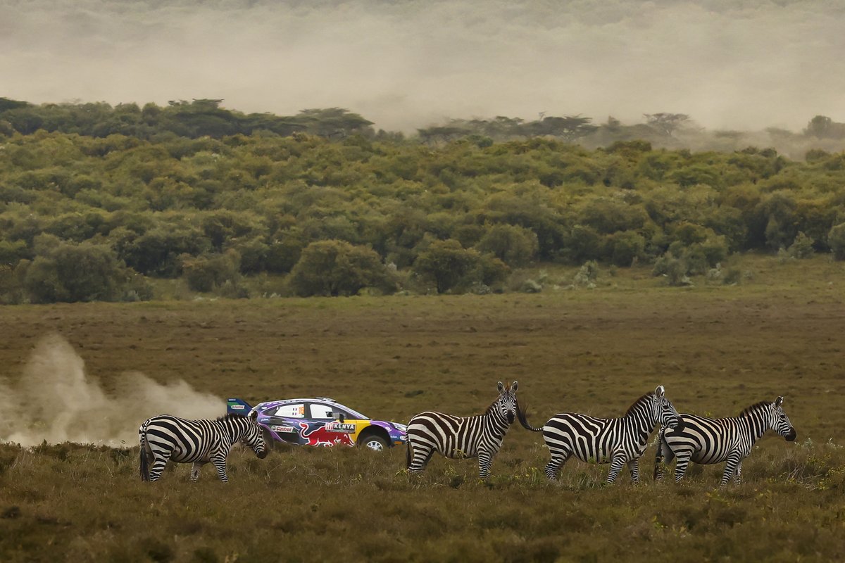colmcklein's tweet image. Usual Sunday morning Rush-hour on @OfficialWRC  @wrcsafarirally