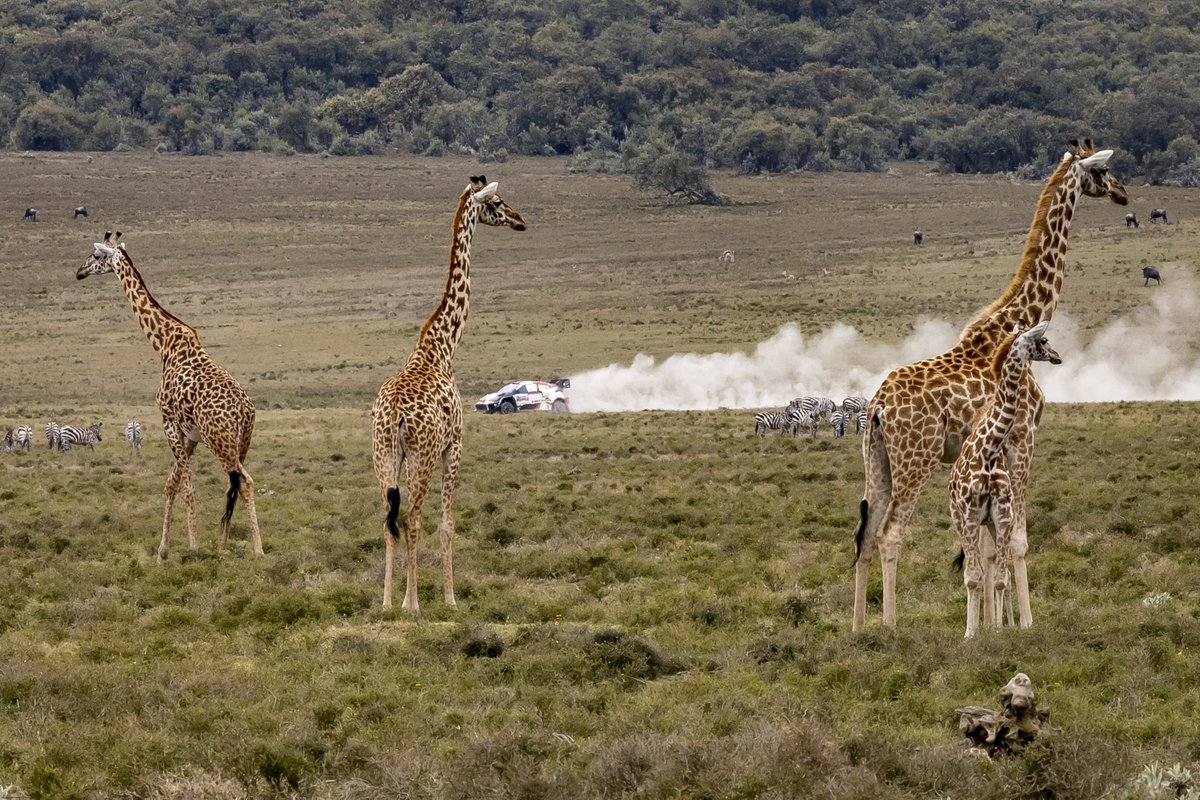 colmcklein's tweet image. Usual Sunday morning Rush-hour on @OfficialWRC  @wrcsafarirally