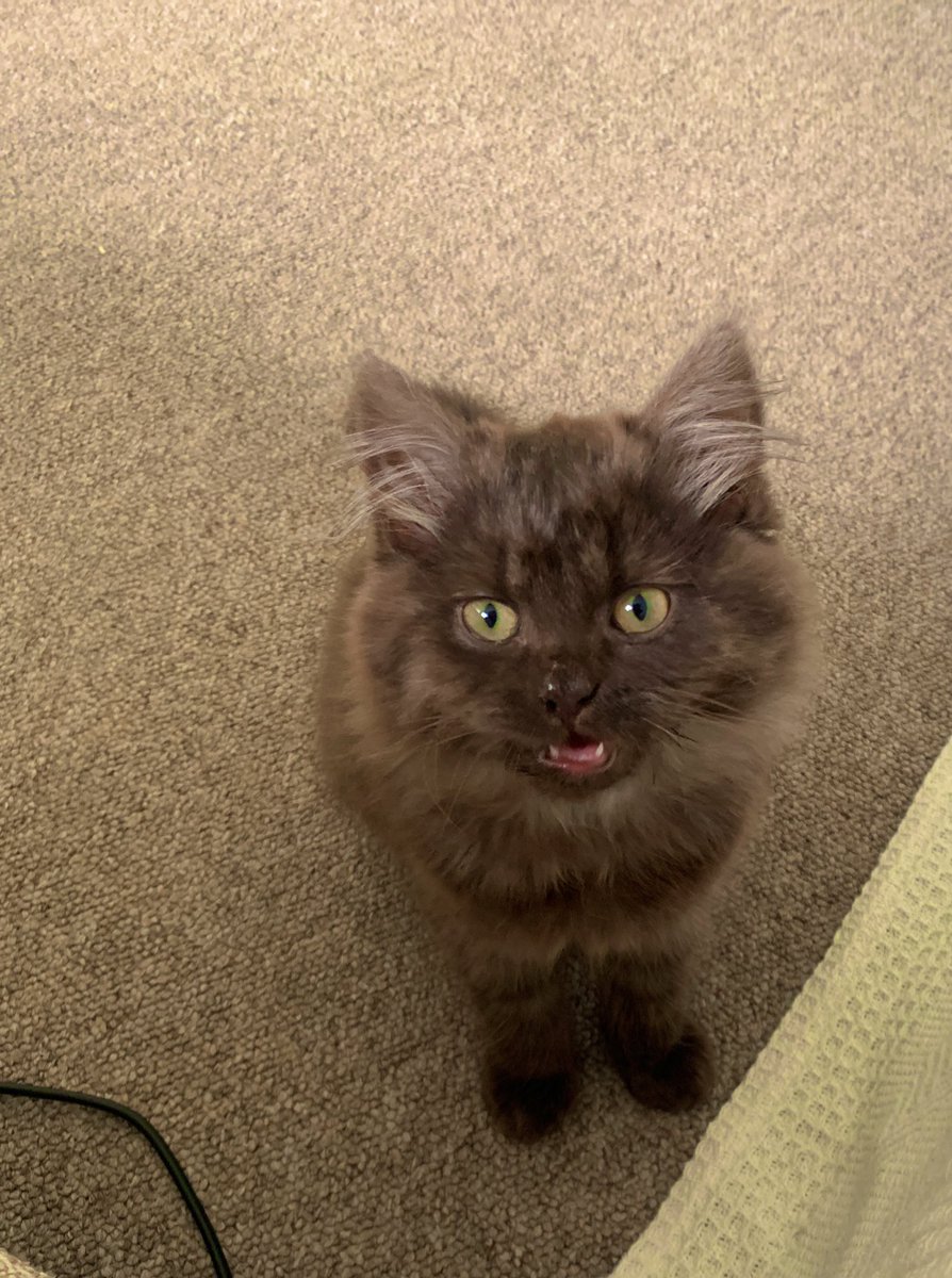 Who can have a bad day with this fluff ball 😍