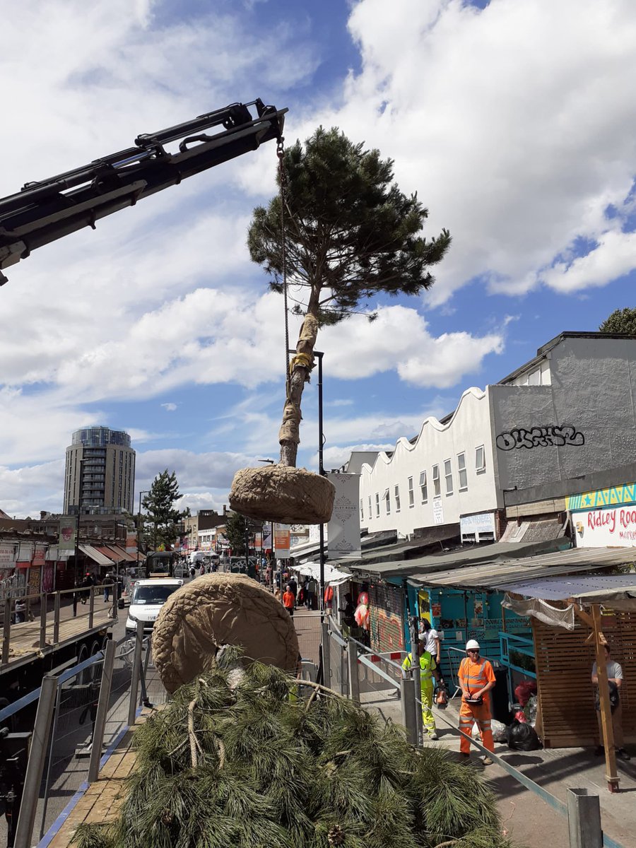 A large Austrian Black Pine is lowered from a lorry by crane. Another tree of the same species lies on the ground ready for planting