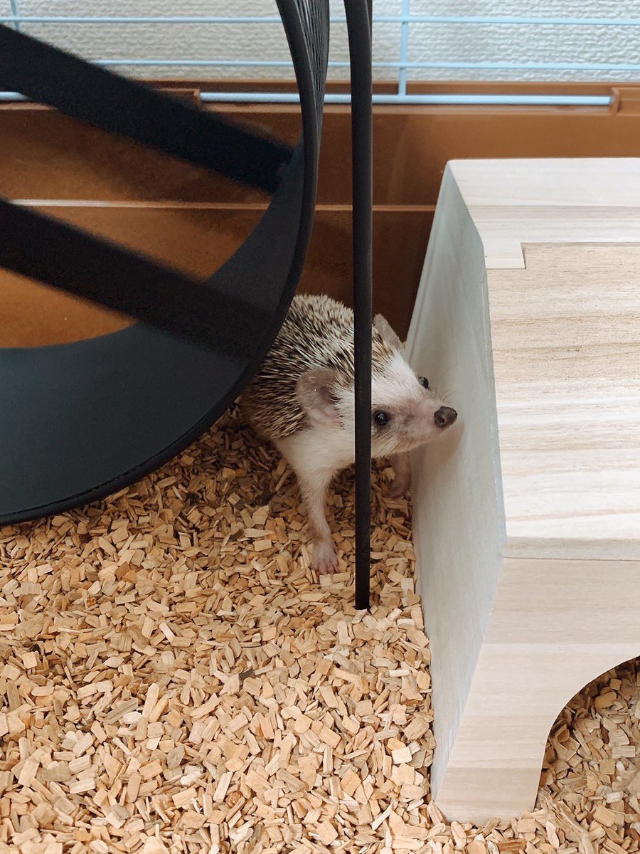 sdia1638's tweet photo. 我が家に新しいファミリーがやってきました✨名前はクリ坊🦔 https://t.co/oaQE8R9Bx4