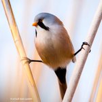 Image for the Tweet beginning: 🐦 The bearded reedling in