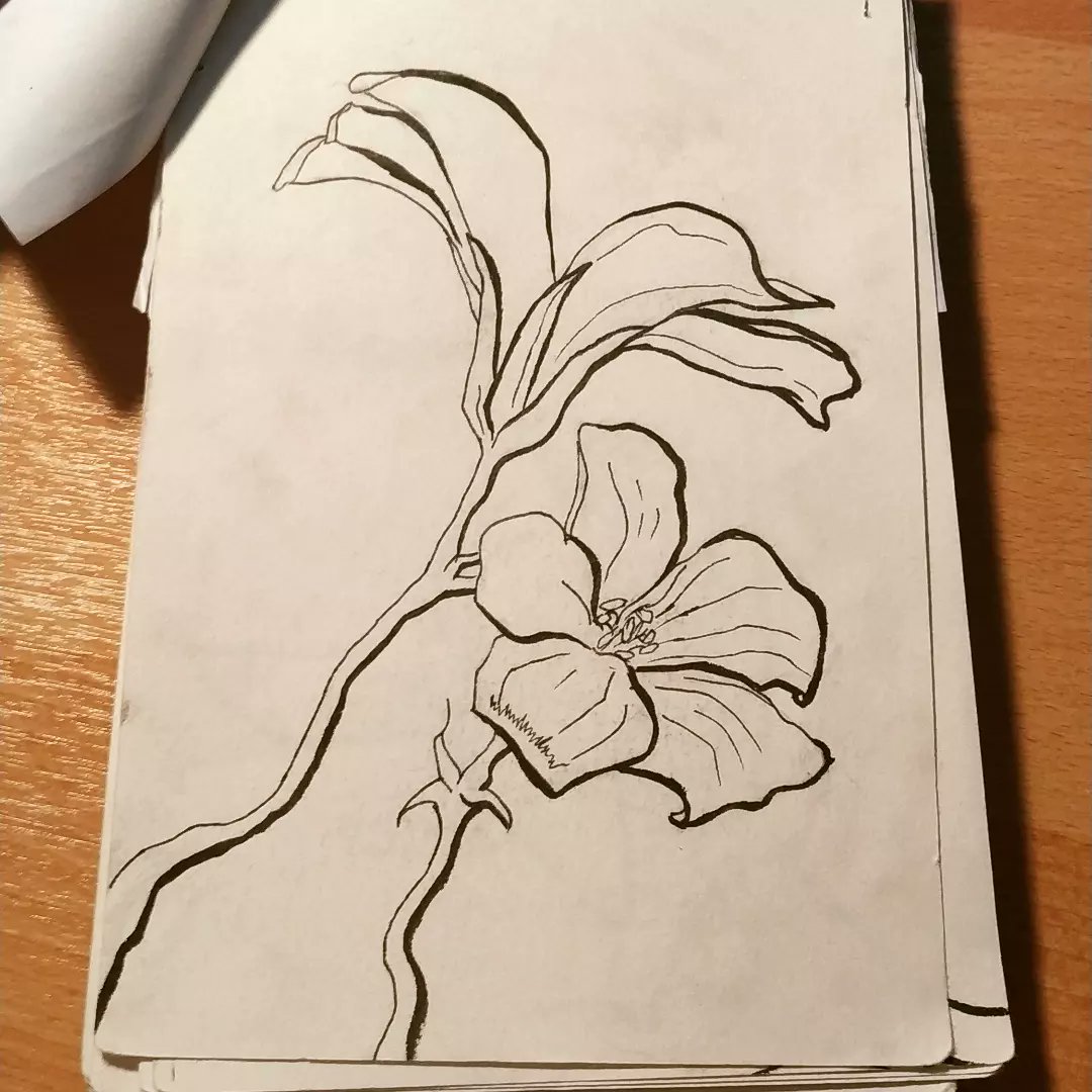 Olgaolis's tweet photo. Back from the dead! Recently found myself in a cafe and an ink brush and played with the lineart of these last year's sketches

#flower #dolphins #marinelife #sketchings #inksketch #ink #lineart #lineartwork #minimalistic #smallartaccount #smallartist #smalldesign https://t.co/rUcY1KCaKY
