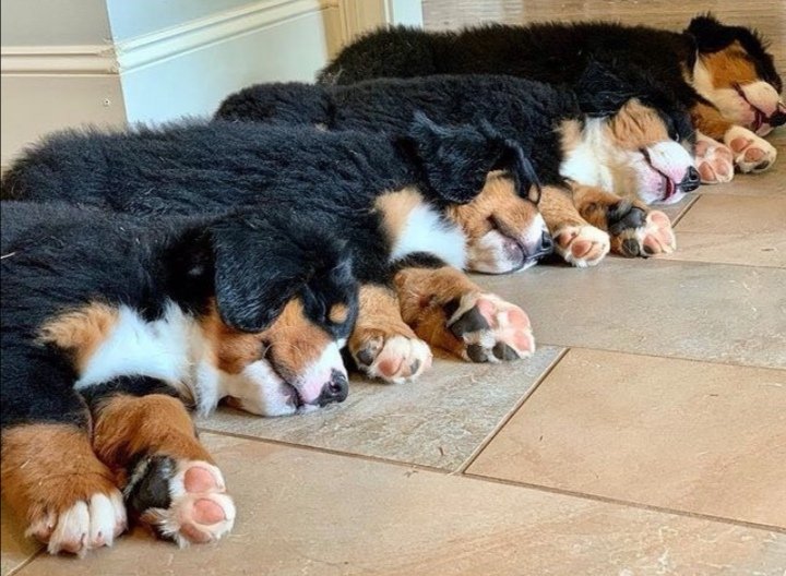 holycuteness1's tweet photo. Organized nap 💤

📸 https://t.co/hsWe4i7iIT https://t.co/FAJ2iZoh9j