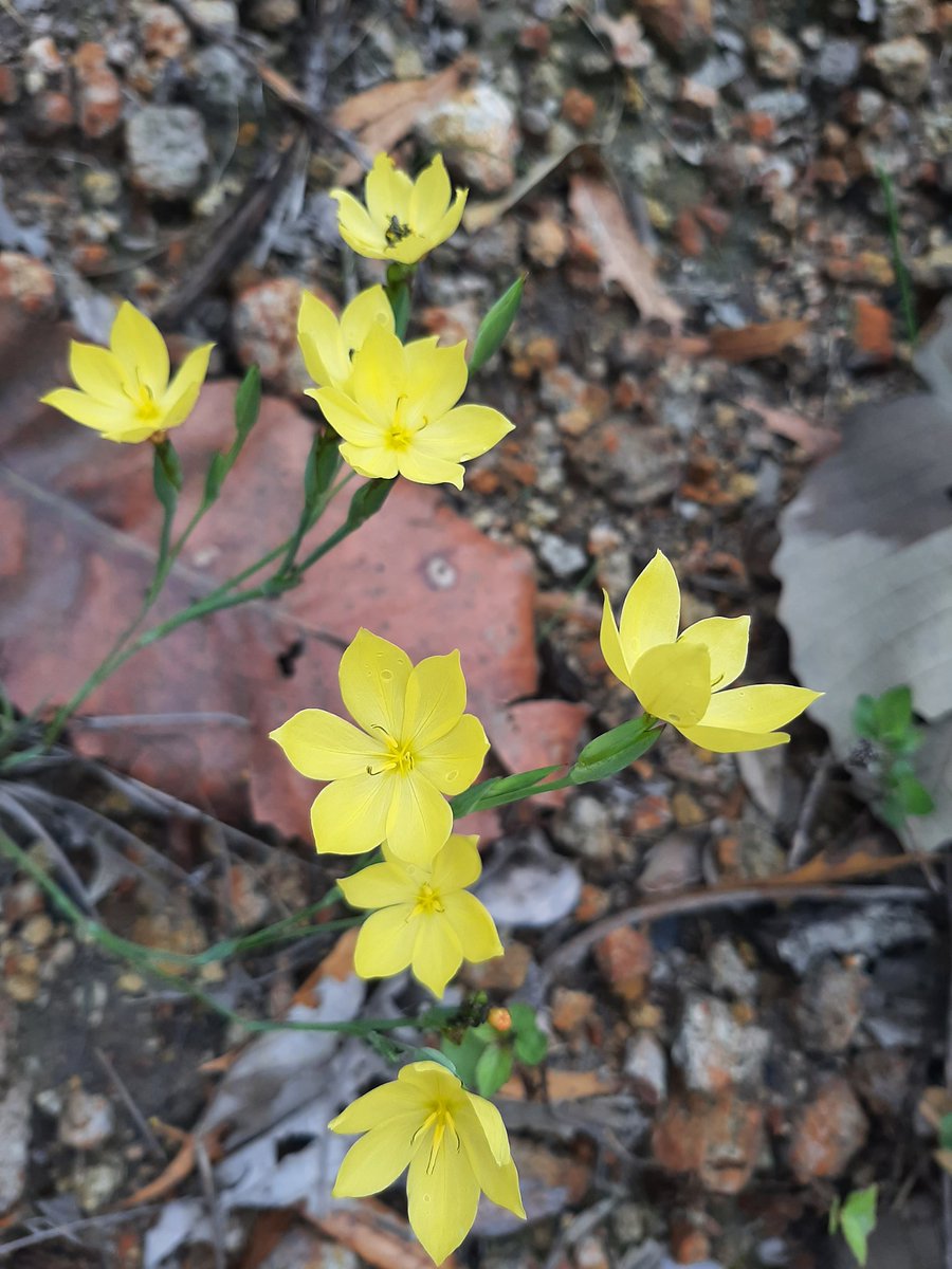 ruizlalo's tweet photo. Flowering 2 #Tepopote #Zapopan #Jalisco #Mexigo https://t.co/pwdfbEhZ3m https://t.co/UUNujwjcqB